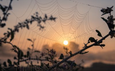 Why Are There So Many Spiders Right Now? Can Hypnotherapy Help?