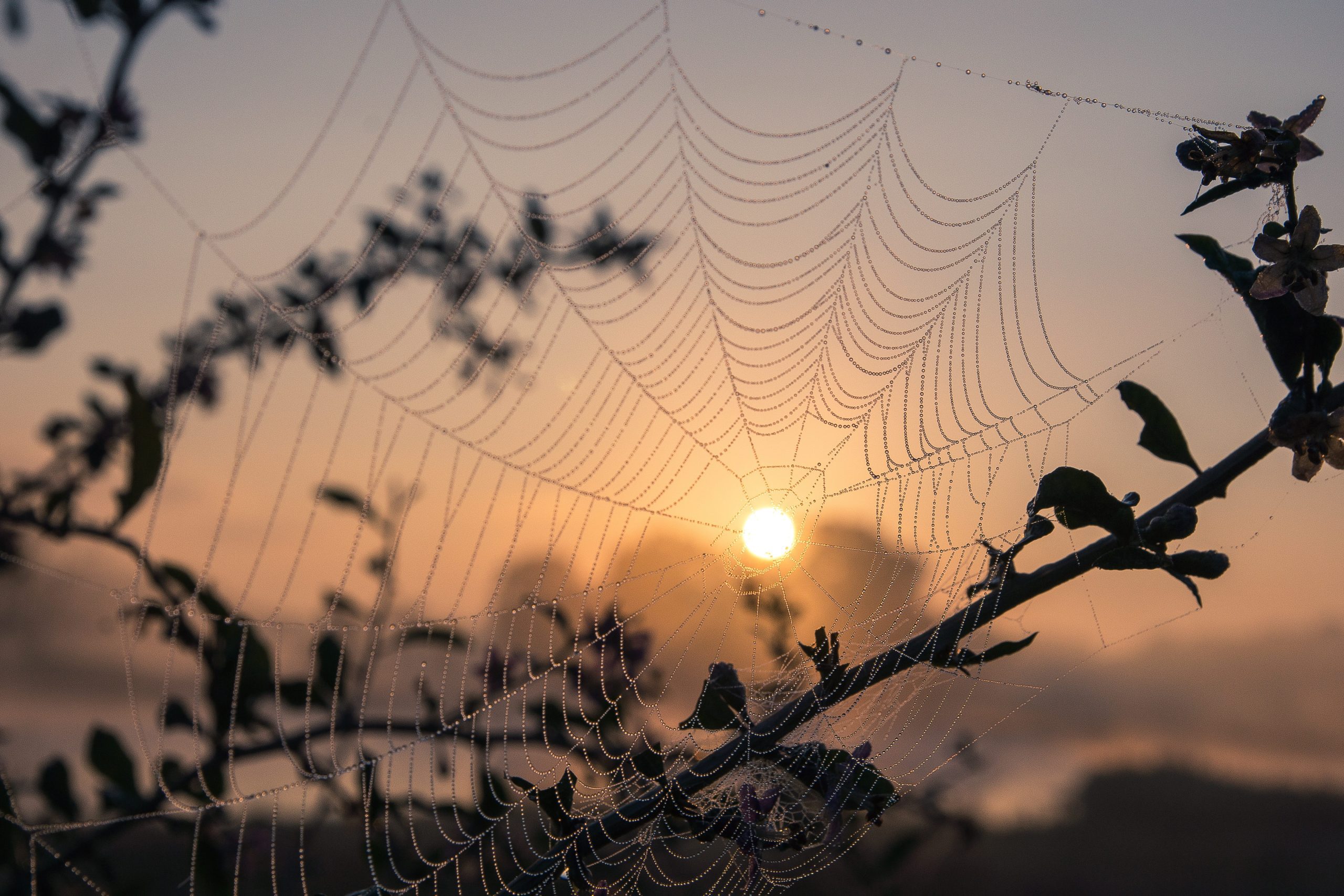 Spiders web with dew in the morning