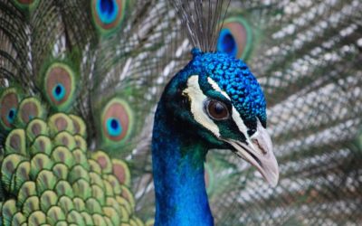 Why can I not be Proud of myself? YOU CAN with Hypnotherapy