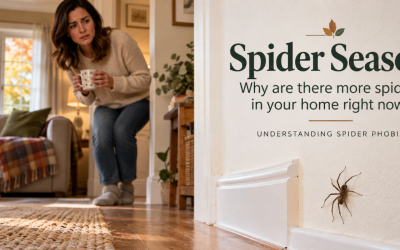 Spider Season Is Here